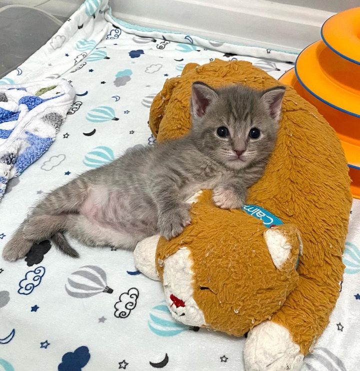kitten snuggling toy